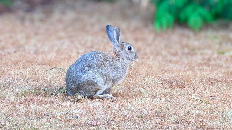 Wild rabbit