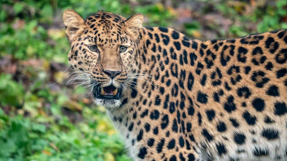 Freddo the Amur leopard