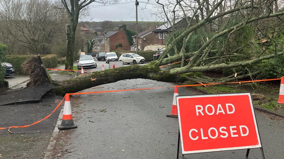 Tree blocking the road in Millbrook