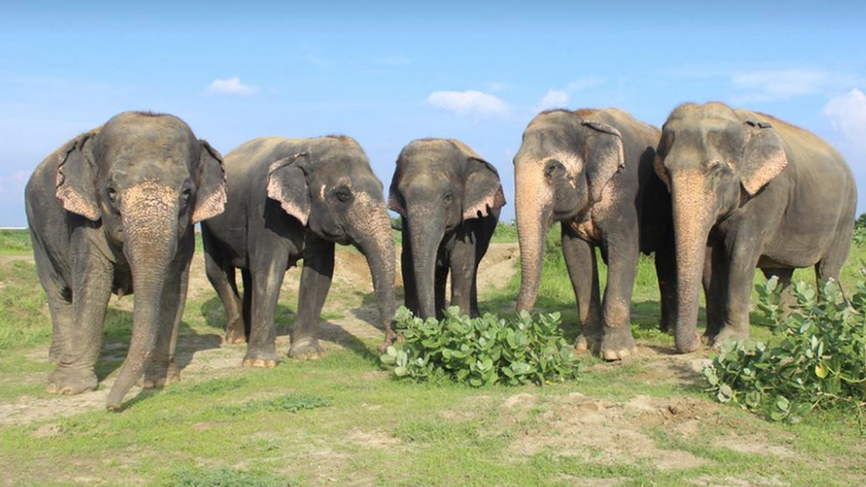 Elephants in India