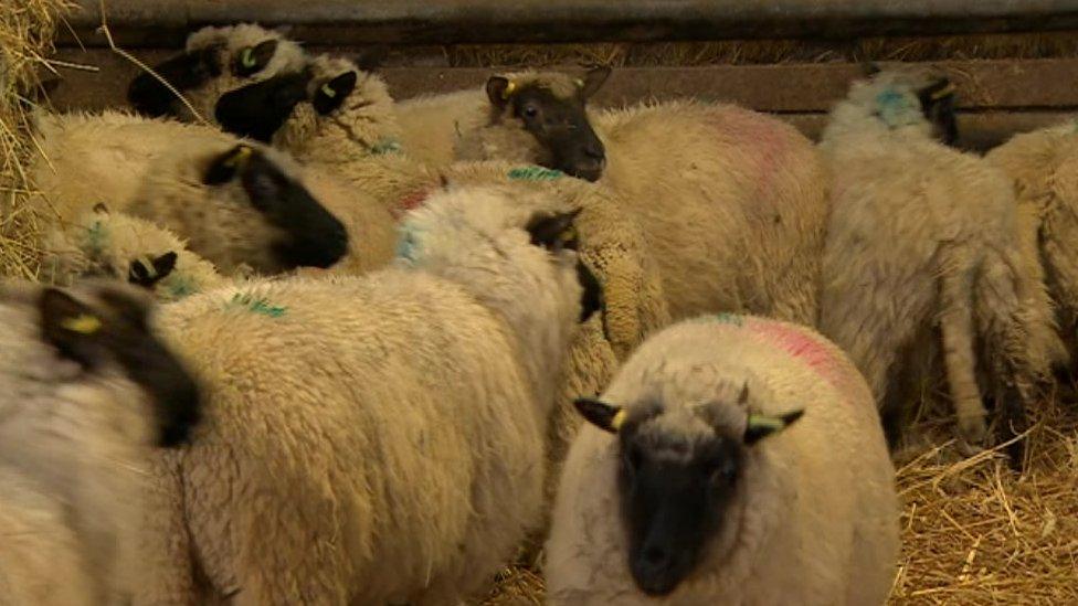 Lambs at the sanctuary