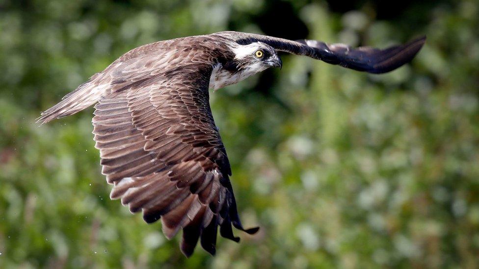 Osprey in flight