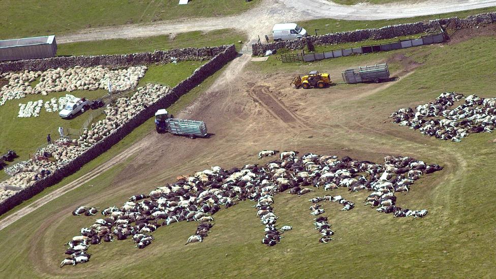 Thousands of dead cattle and sheep on Malham Moor