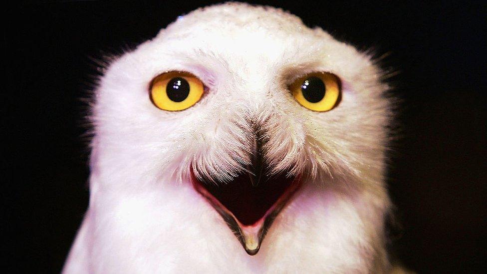 snowy-owl.