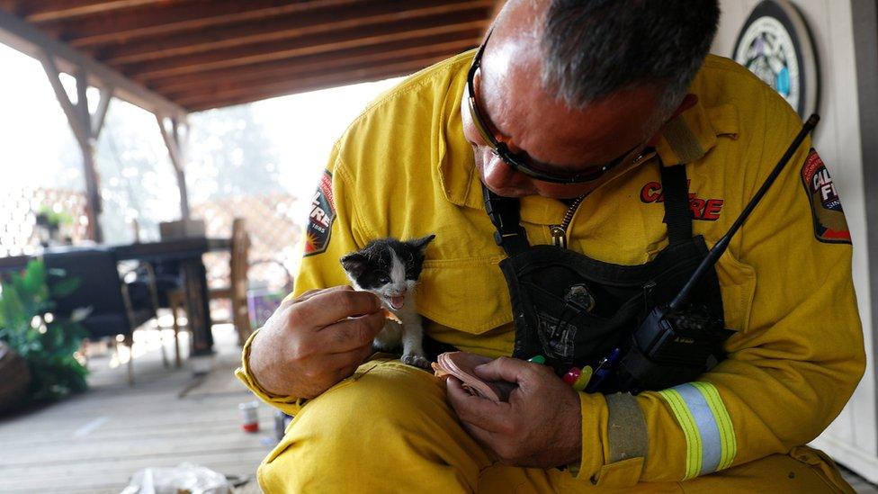 Cal Fire San Mateo-Santa Cruz Battalion Chief Aldo Gonzales feeds an injured kitten at a home while battling the Clayton Fire at Lower Lake in California, US, on 15 August 2016