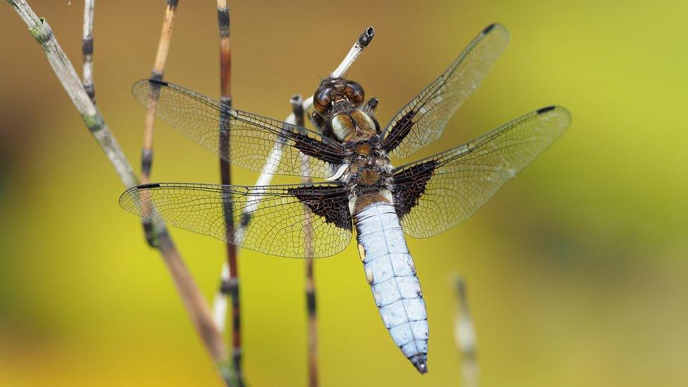 This broad-bodied chaser dragonfly