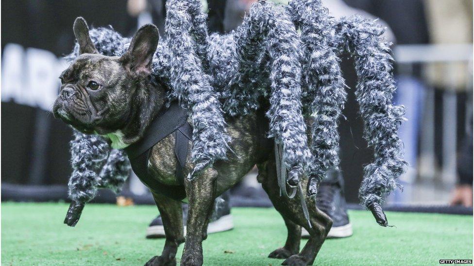 A dog dressed as a tarantula for the 2016 Halloween dogs parade in Tompkins Square Park, New York.