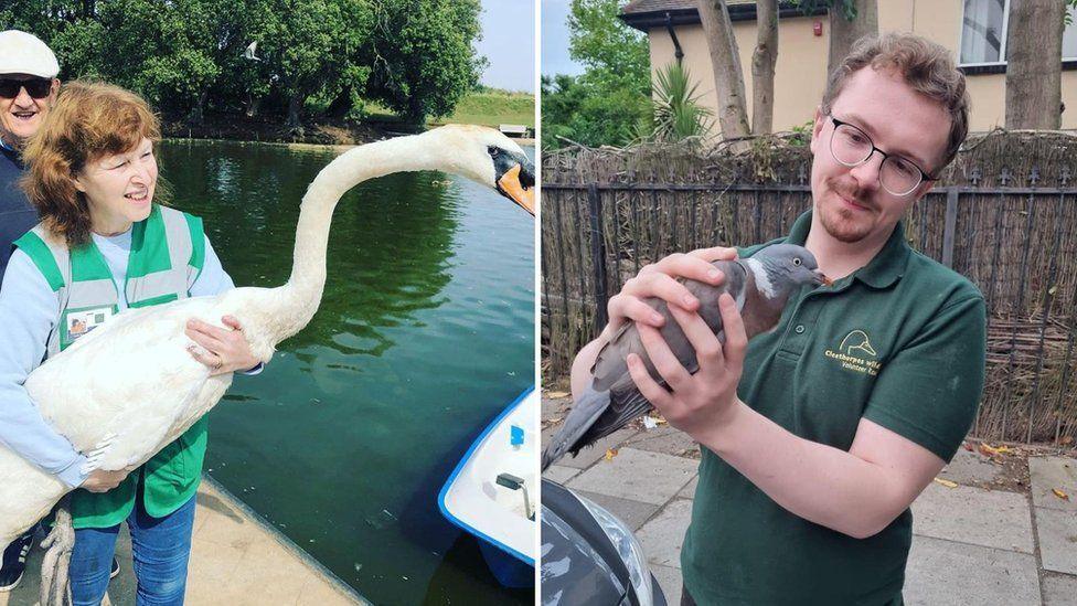 Two pictures, one of a woman holding an injured swan and another of a man holding a pigeon