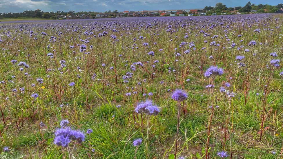 Burnham Deepdale, Norfolk