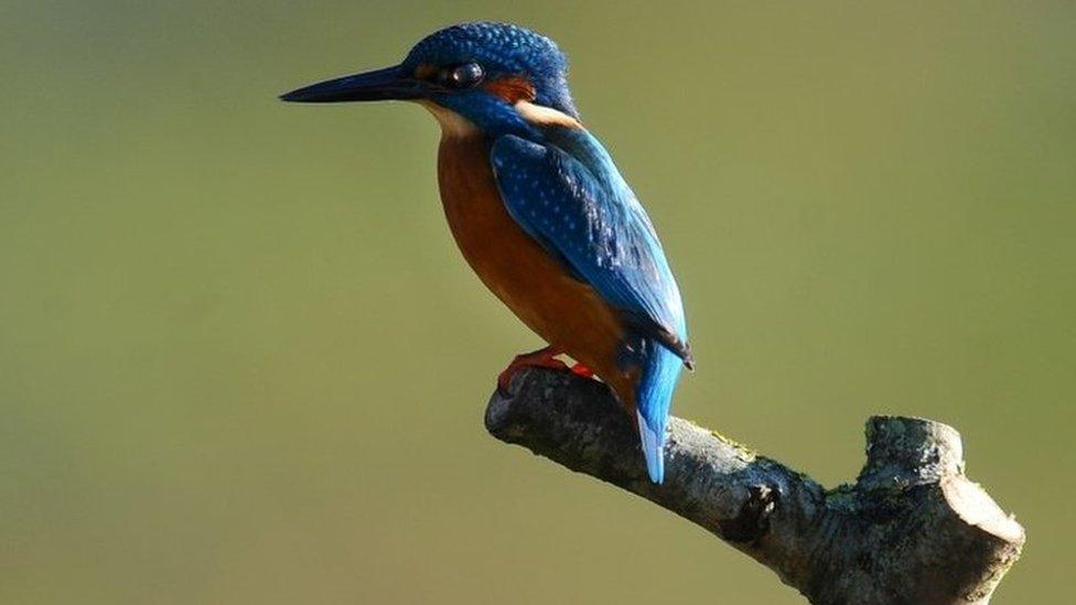 Kingfisher