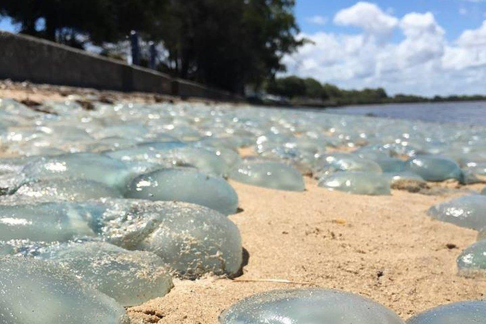 Jellyfish cover the beach at Deception Bay in Queensland