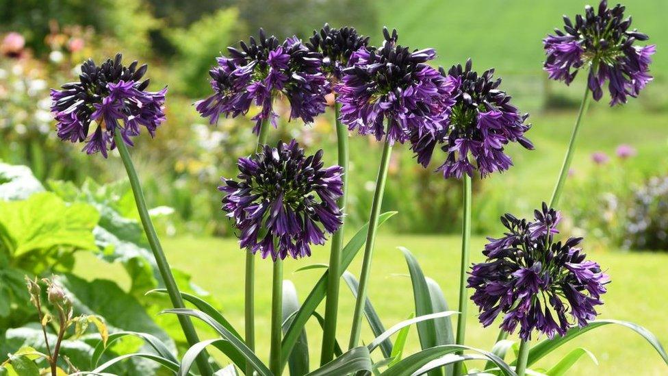 Agapanthus Black Jack