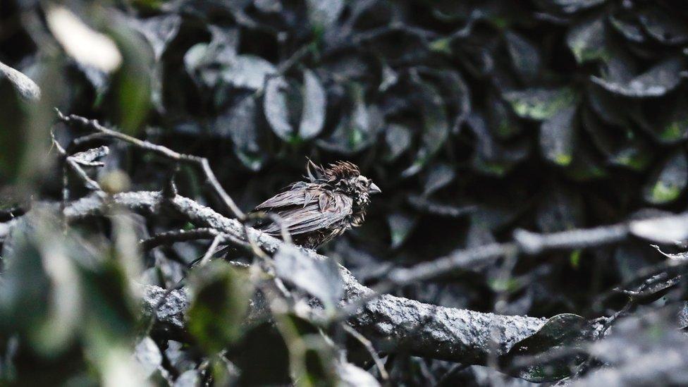 A bird covered in ash after a volcano eruption in Talisay, Batangas, Philippines,