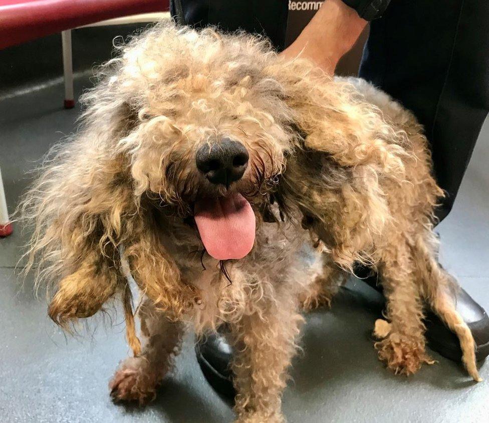 Malcolm with matted fur after being taken to the RSPCA