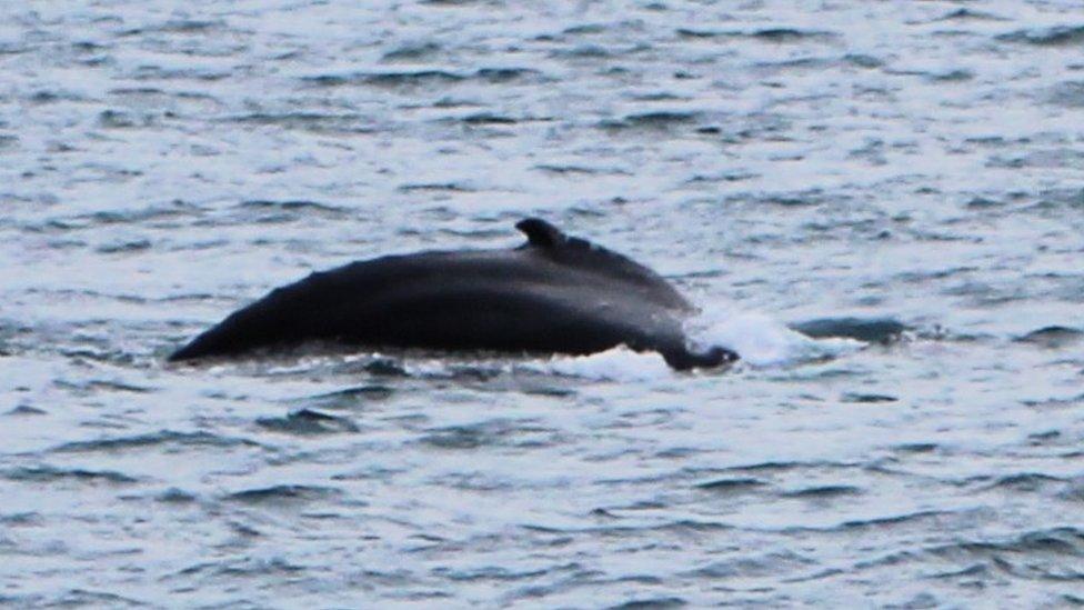 Fin of a humpback whale