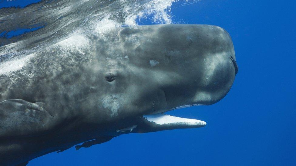 Sperm whale