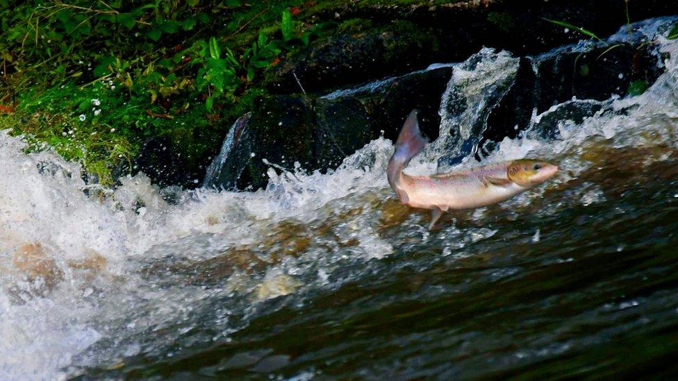 Leaping Shrewsbury salmon