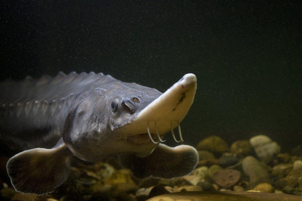 An Atlantic sturgeon in Ilkeston