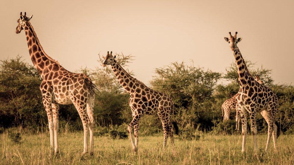 Giraffes-in-Kenya.