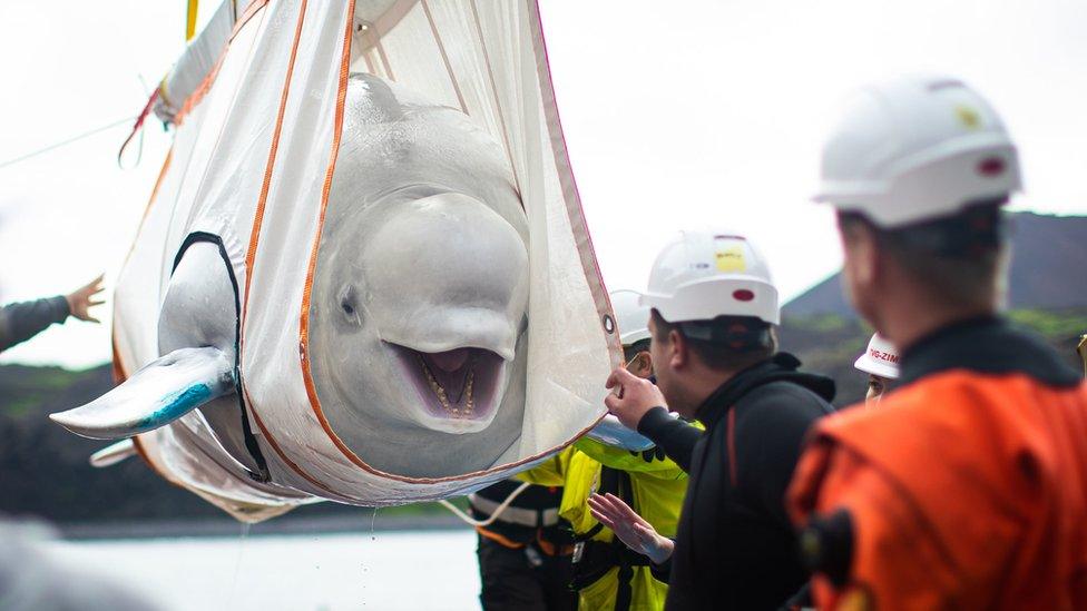 beluga whale being transported