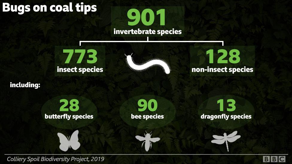 Graphic showing bug species