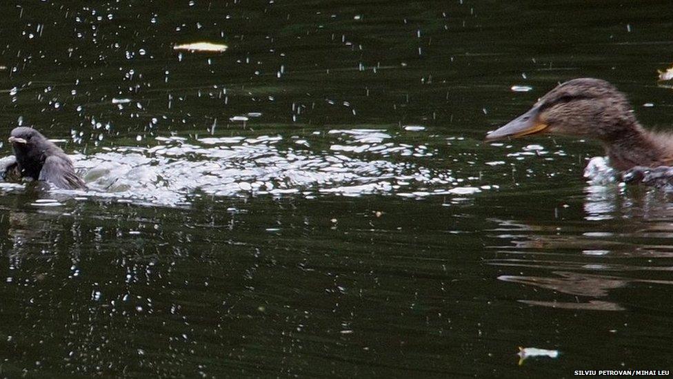 Mallard duck eating bird