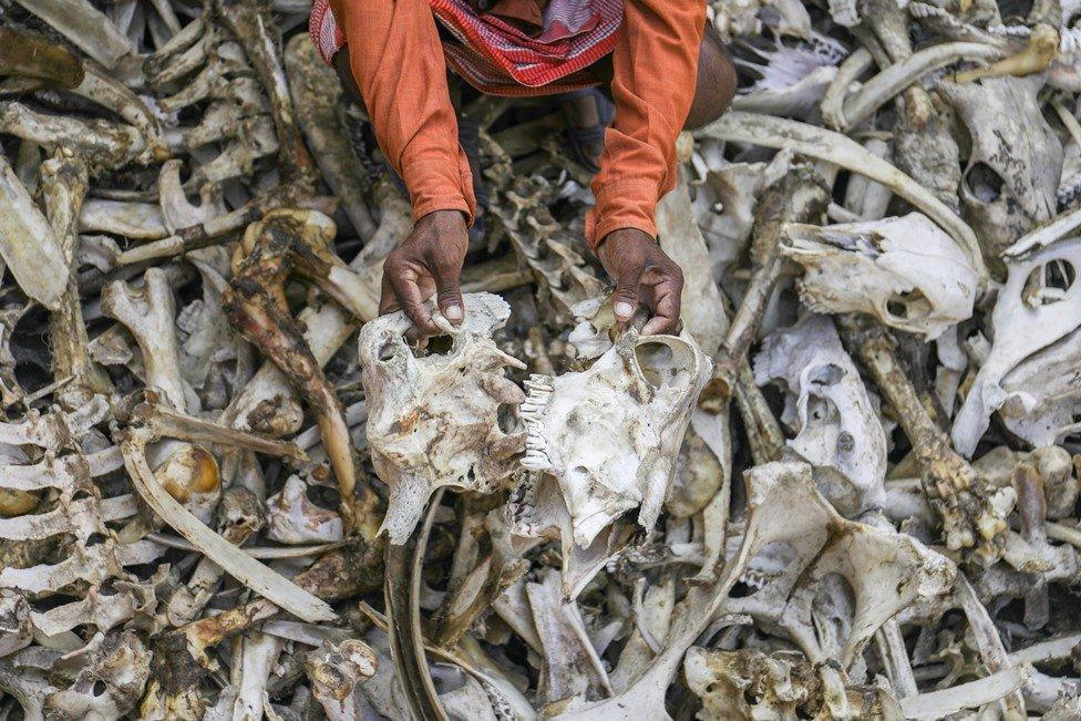 Mr Lal picks through a pile of bones