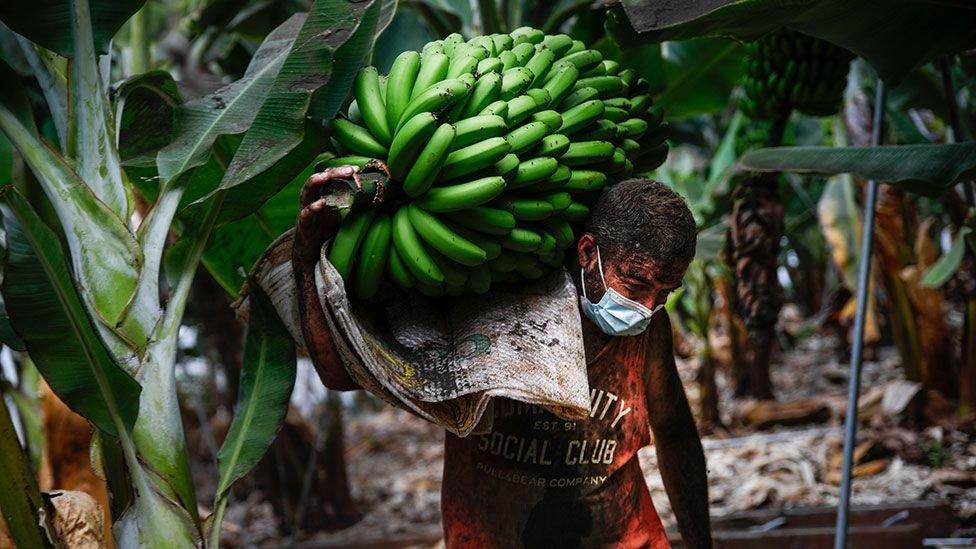 Plantation worker carrying green bananas