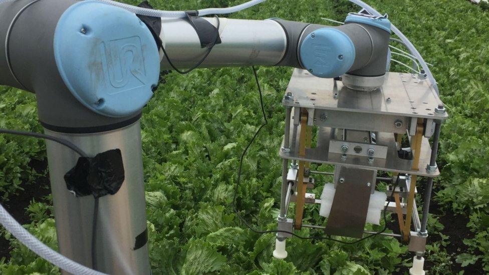 Robotic lettuce harvester