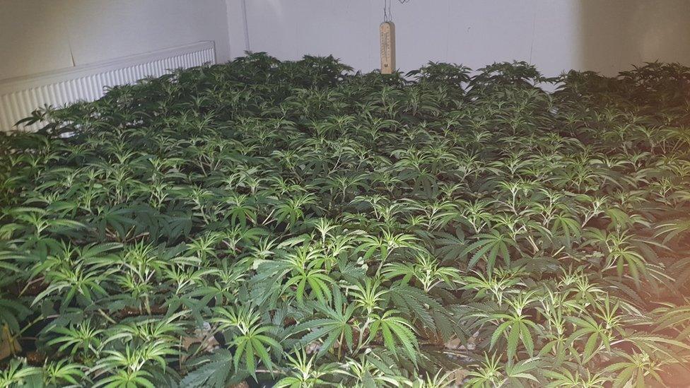 Cannabis plants in a room