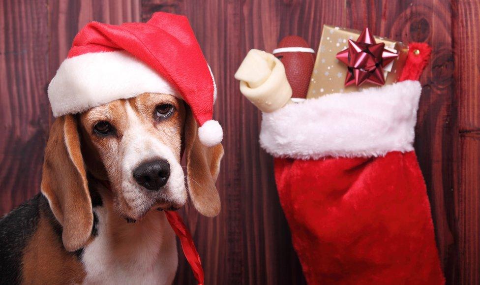 A mournful dog in a Santa hat next to a Christmas stocking