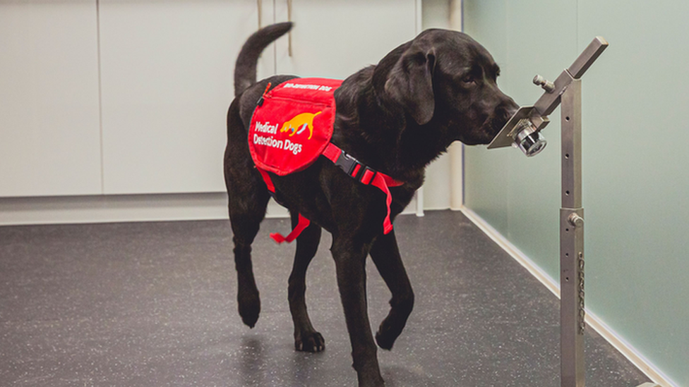 dog sniffing sample