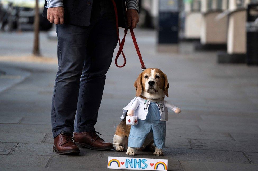 A dog wears a doctor's uniform