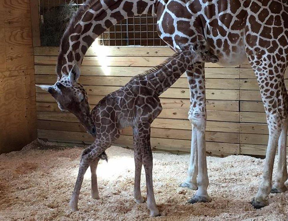 April the Giraffe with calf