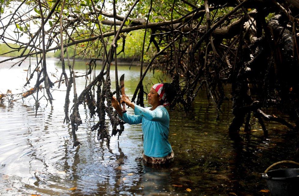 Vandeka, wife of fisherman Jose da Cruz, collecting oysters in a mangrove forest