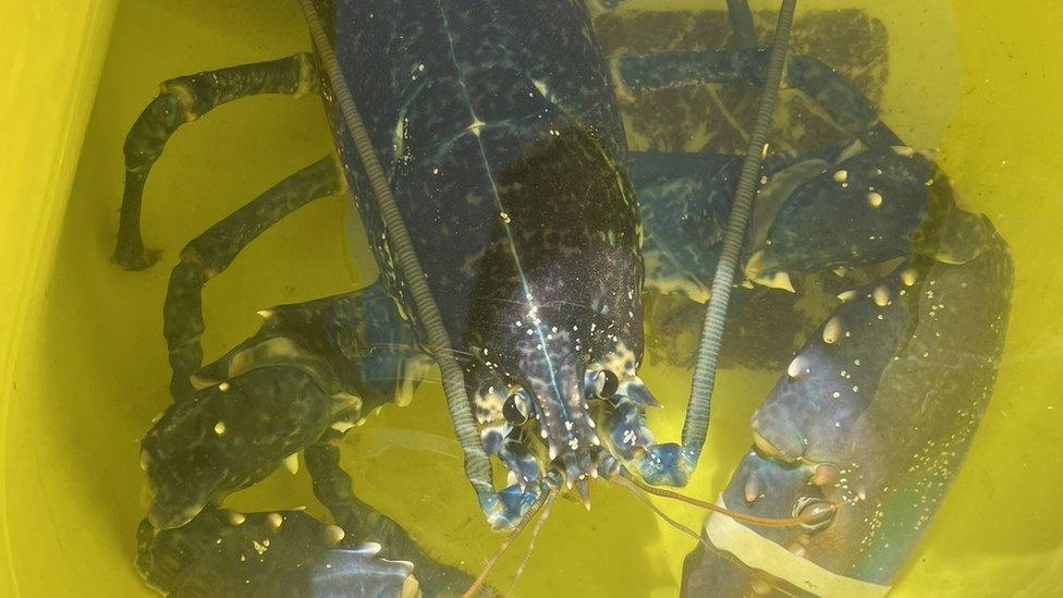 A bright blue European lobster