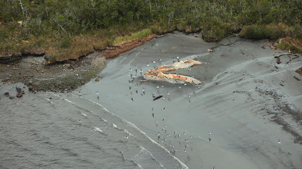 Dead sei whales