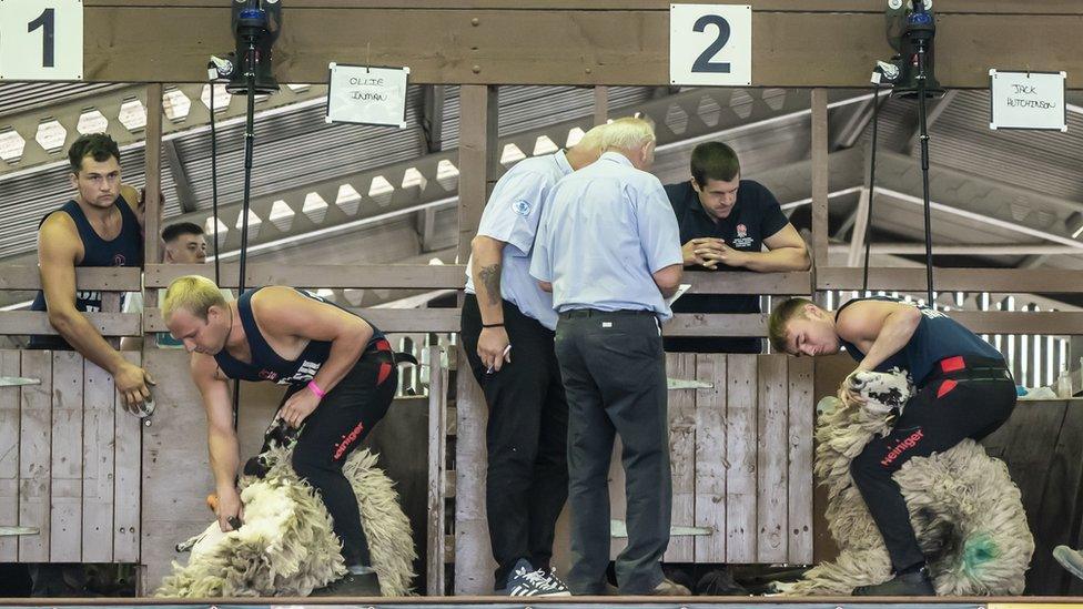 Sheep shearing at the show in 2022