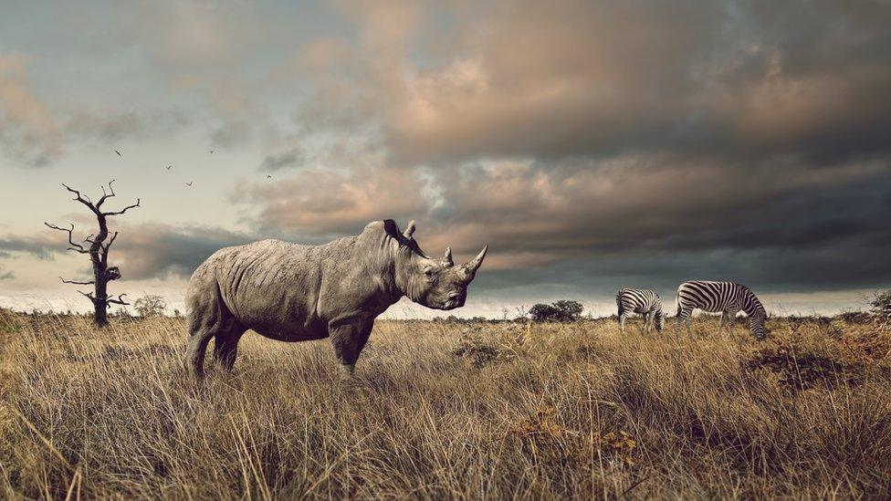 Rhino and zebras standing in a field