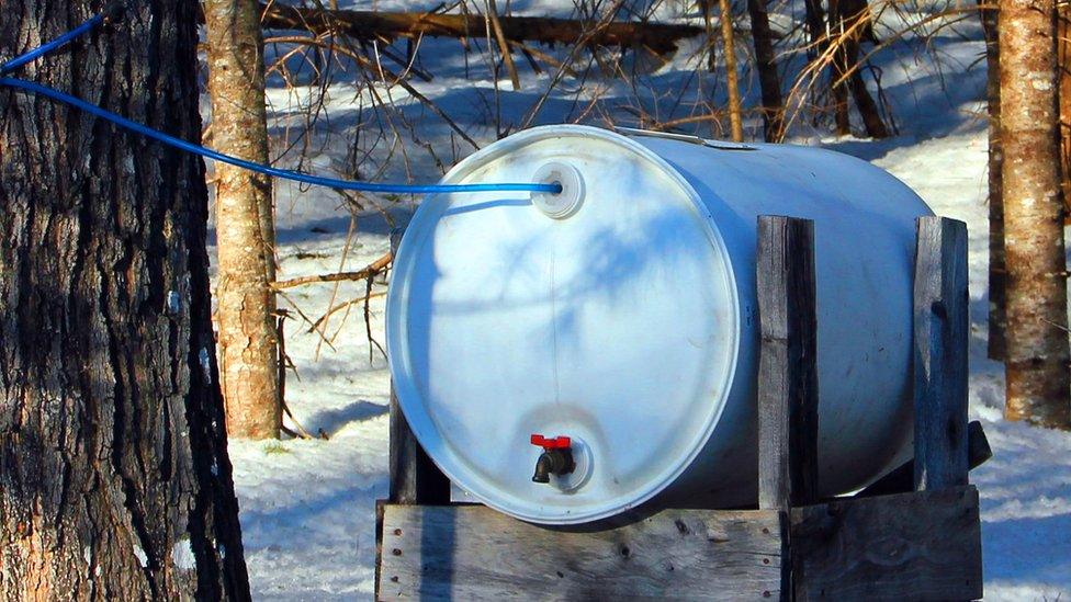 A tank containing maple tree sap