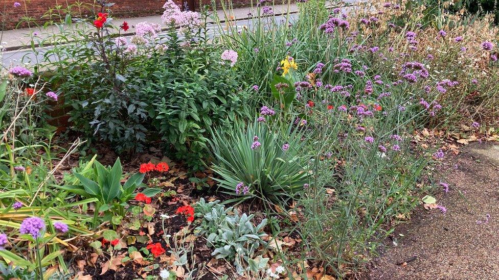 Flowers in a bed at The Higgins, Bedford