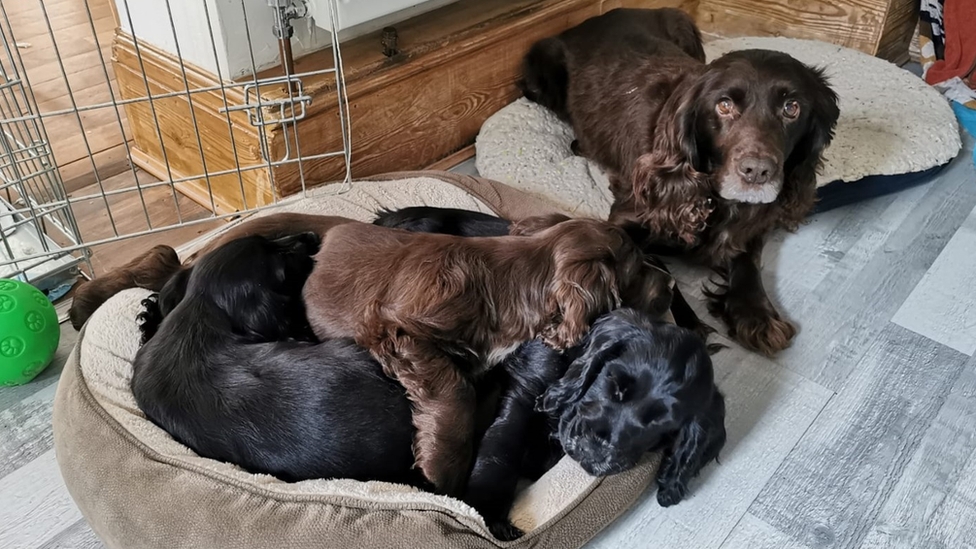 Cassie the Spaniel and her puppies