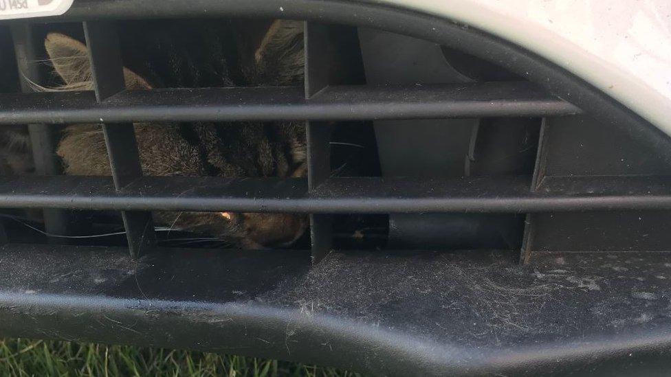 Cat trapped in car vent