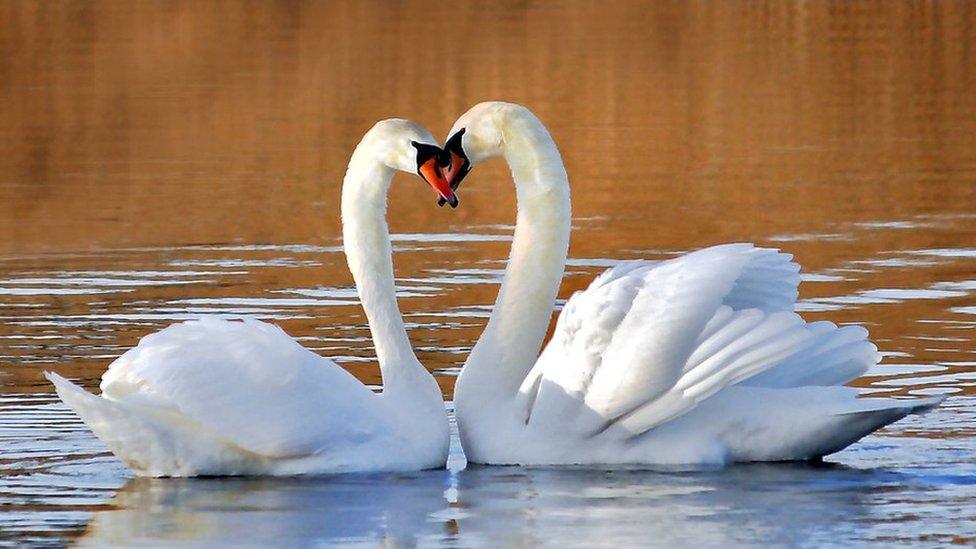 two swans forming a heart with their necks