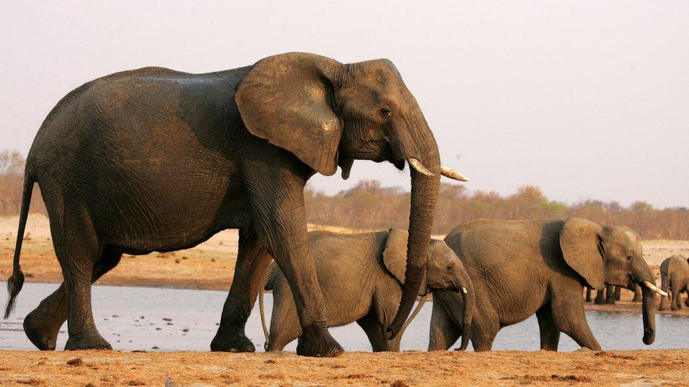 Three elephants walk across some sand