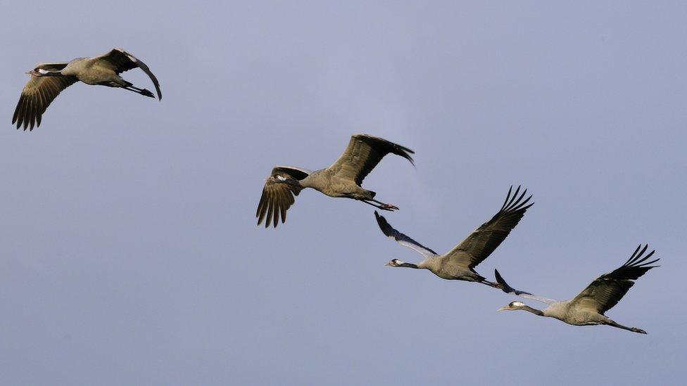 Cranes in flight