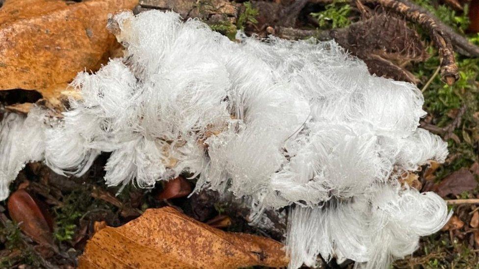 Thin, hair-like crystals of ice