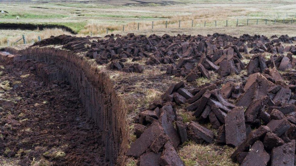 Peat-being-cut-on-Shetland.