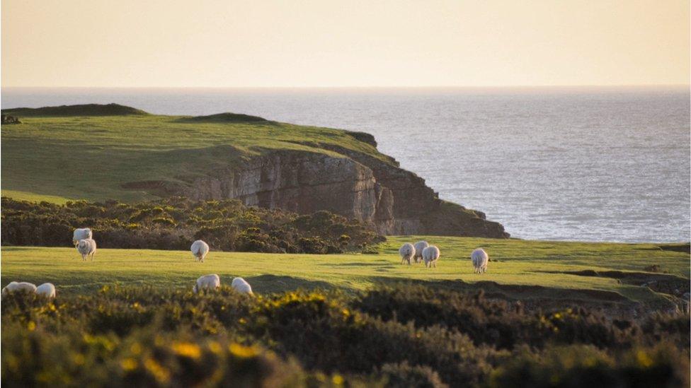 Sheep on Gower