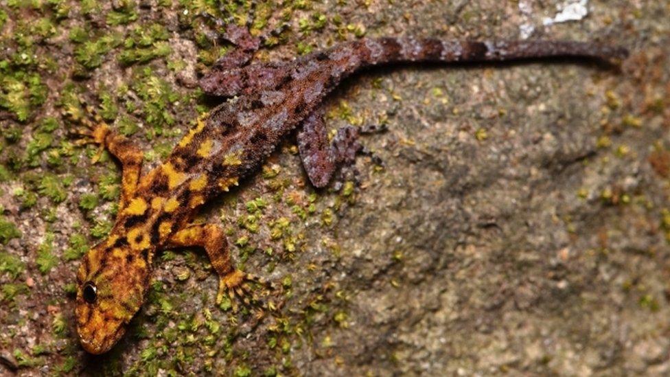 Thailand"s San Phueng rock gecko